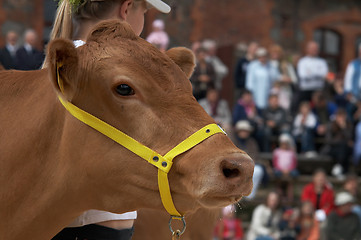 Image showing cow portrait