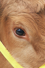 Image showing cows eye