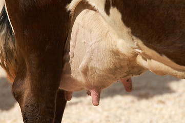 Image showing Udder