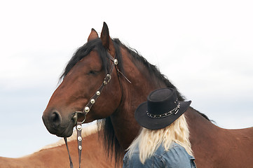 Image showing Horse portrait