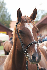 Image showing Horse portrait