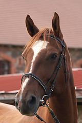 Image showing Horse portrait