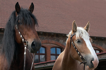 Image showing Horse portrait