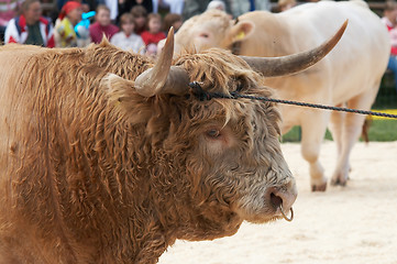 Image showing highland cow portrait