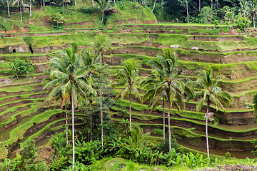 Image showing rice plantation terrace on Sri Lanka