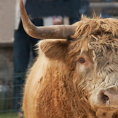Image showing highland cow portrait
