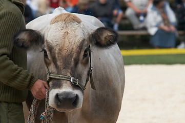 Image showing cow portrait