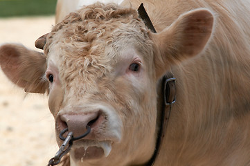 Image showing angry bull