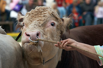 Image showing angry bull