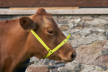 Image showing cow portrait