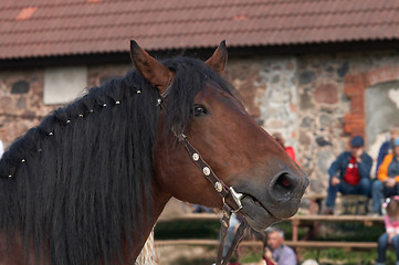 Image showing Horse portrait