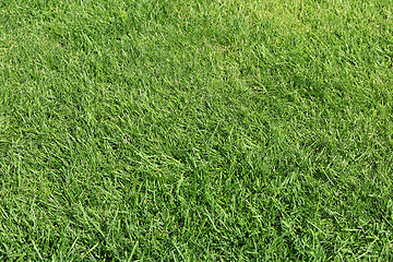 Image showing Lush green grass on the soccer field