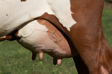 Image showing Udder