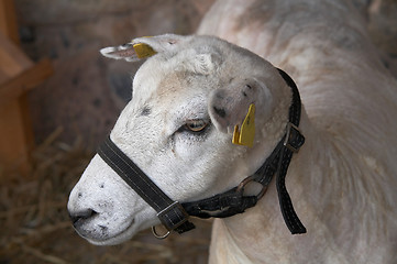 Image showing Sheep portrait