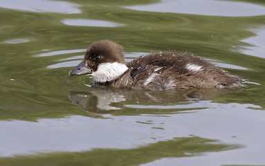 Image showing Goldeneye Duckling