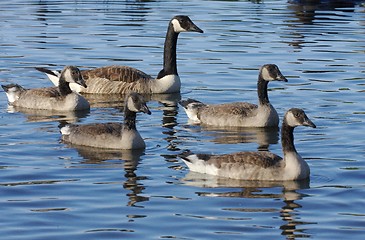 Image showing Goose in the water