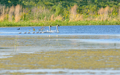 Image showing Swan family on lake