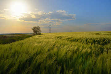 Image showing Sunset over green rye field