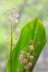 Image showing Lily of the valley (convallaria majalis)