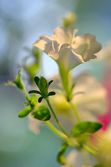 Image showing Petunia flowers in summer time