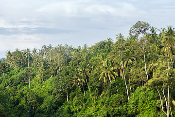 Image showing forest landscape on sri lanka