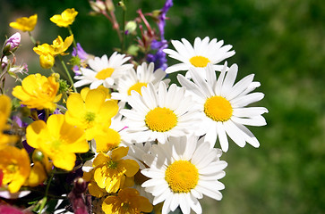 Image showing Summer flower