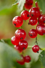 Image showing red currant bush at summer garden branch