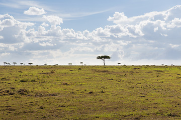 Image showing landscape with acacia trees in savannah at africa