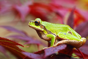 Image showing european green tree frog on leafs