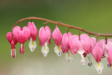 Image showing fukuhara bleeding heart flowers