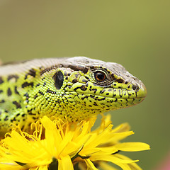 Image showing sand lizard basking on dandelion flower