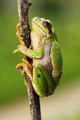 Image showing cute european tree frog climbing on twig