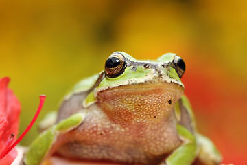 Image showing portrait of cute european tree frog