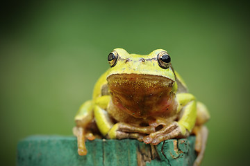 Image showing tree frog looking at camera