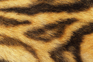 Image showing detailed tiger fur