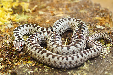 Image showing beautiful common european adder basking in the sun