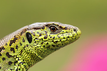 Image showing portrait of beautiful male sand lizard