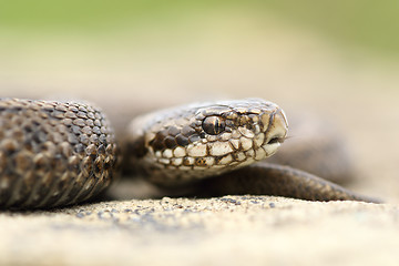 Image showing juvenile beautiful meadow viper 