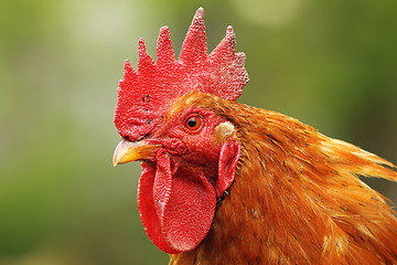 Image showing portrait of colorful rooster