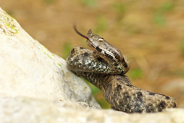 Image showing nose horned viper on stone