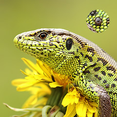 Image showing tick on sand lizard skin