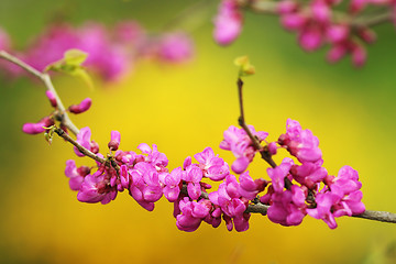 Image showing japanese cherry tree twig in bloom