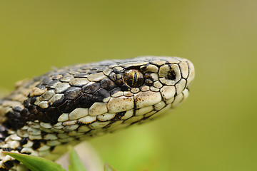 Image showing macro portrait of the elusive hungarian meadow viper