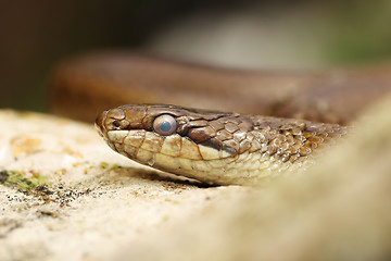 Image showing close up of a smooth snake