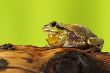 Image showing male tree frog singing on wood stump