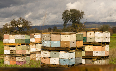 Image showing Beekeeper Boxes Bee Colony Farm Field