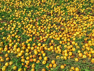 Image showing Ripe yellow apples in green grass