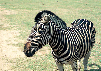 Image showing Zebra