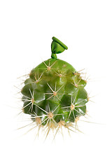 Image showing Abstract cactus small balloons