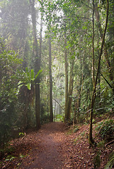 Image showing rain forest